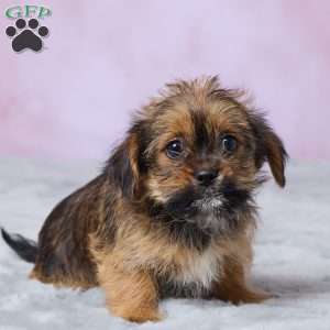 Buttercup, Shorkie Puppy